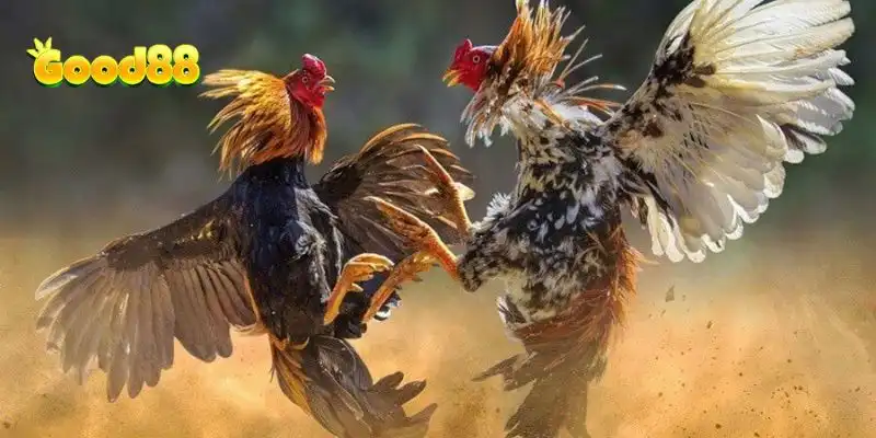 Các giống gà chiến lừng danh từ khắp mọi miền tổ quốc như: gà tre, gà nòi, gà chọi Peru